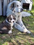 BERNER SENNEN MIX VALPAR Pyresennen
