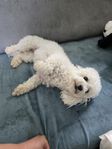 Bichon Frisé-tjejer söker ett kärleksfullt hem tillsamman