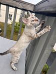Bedårande bengal kattunge från fina linjer redo för flytt
