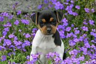 Terrier brasileiro-valpar till salu!