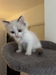ragdoll