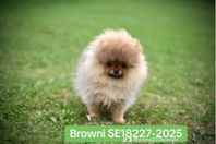 Pomeranian valp SKK
