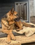 Rufus - Stilig 3-årig schäferhane med stort hjärta