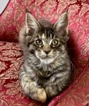 Maine Coon