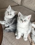 Kattungar lev klara v 25