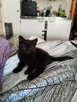Kattungar 