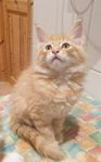 Main Coon/Norsk skogkatt unge