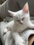 kattungar!
