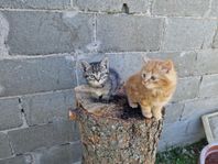 Katt
