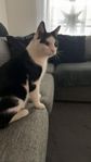 Omplacering katt
