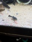 ancistrus och Endler guppy