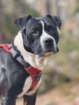 AKUT omplacering amstaff bully 