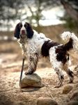 Ettårig Engelsk Springer Spaniel 