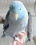 Parrotlets