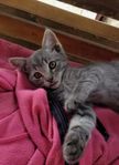 Katten 