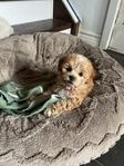 leveransklar maltipoo tik