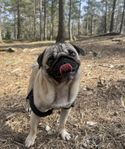mops hane 3 år