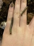 bumblebee millipedes