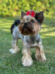 Yorkshireterrier tik