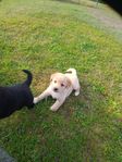 Labrador, Australian Sheperd