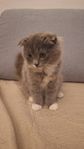 kattunge blandras