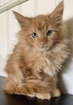 Underbara kattungar Maine coon 