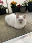 kat