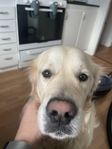 Omplacering Golden Retriever 
