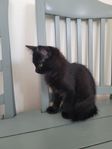 Kattungar redo för flytt