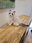 Kattunge, Ragdollhane redo för flytt