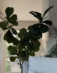 Ficus