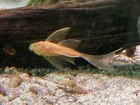 Ancistrus citron slöj 
