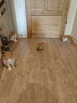 kattungar