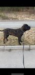 renrasig Cane Corso hane - 11 månader