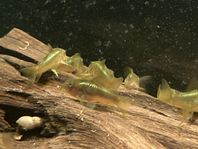 CW009,Corydoras green stripe.