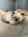 Ragdoll/Helig birma kattunge