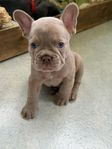 fransk bulldogg valpar 