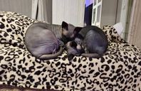 Sphynxsyskon söker nytt hem.