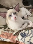 Kattungar