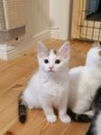 Kattungar