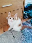 Kattunge 