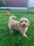 Labradoodle valpar