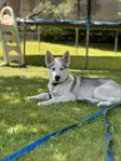  Sibirisk Husky valp 