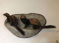 Illrar taxiderm två uppstoppade ett vägg montage