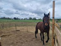 varmblodig travare vallack