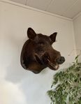 Vildsvinshuvud uppstoppat taxiderm riktiga betar