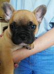 Fransk bulldog tik