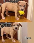 American Bully Valpar