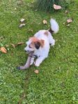 Jackrussel/tysk jaktterrier parning.
