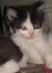 Norsk skogkatt till glädje för liten och stor 